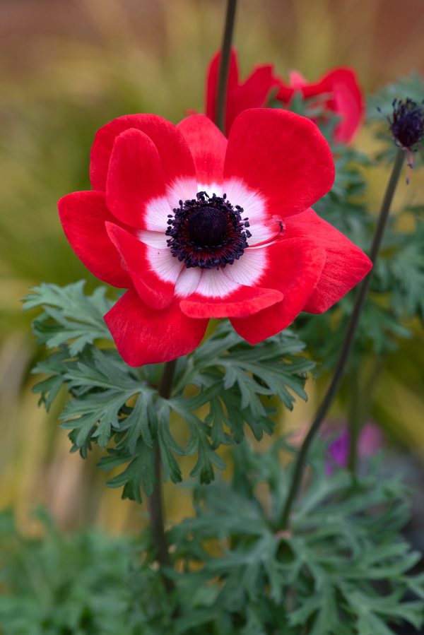 Anemone coronaria 'Harmony Scarlet'