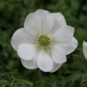 Anemone coronaria 'Harmony White'