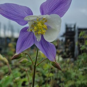 Aquilegia 'Blue Star'