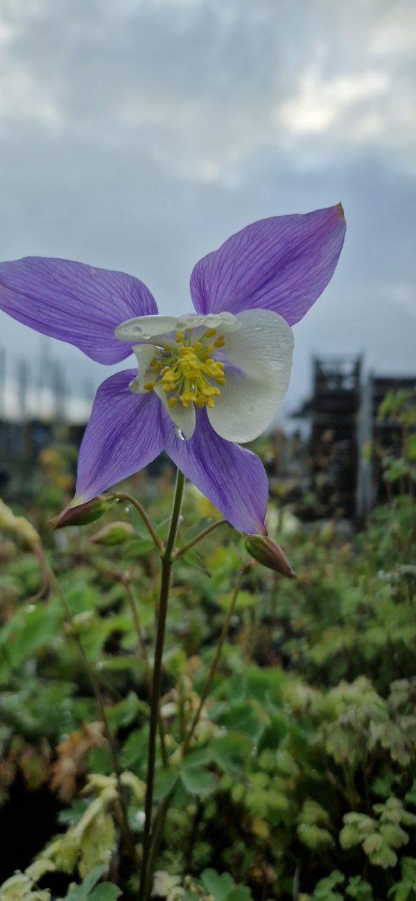 Aquilegia 'Blue Star' Aquilegia 'Blue Star'