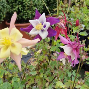 Aquilegia 'Dragonfly'