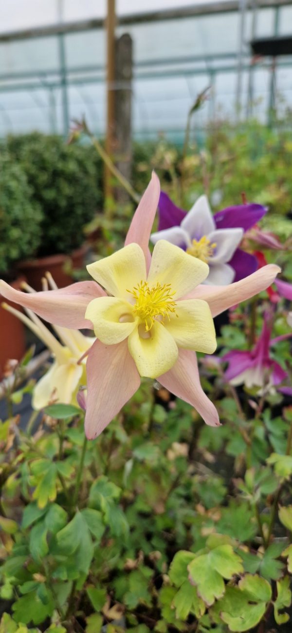 Aquilegia 'Dragonfly'2 Aquilegia 'Dragonfly'