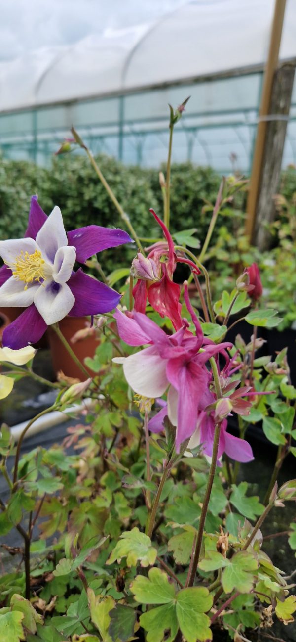 Aquilegia 'Dragonfly'3 Aquilegia 'Dragonfly'