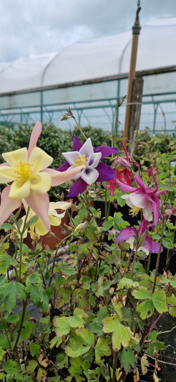 Aquilegia 'Dragonfly'4 Aquilegia 'Dragonfly'