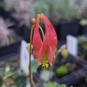 Aquilegia canadensis 'Rhubarb and Custard'