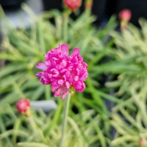 Armeria ‘Nifty Thrifty’