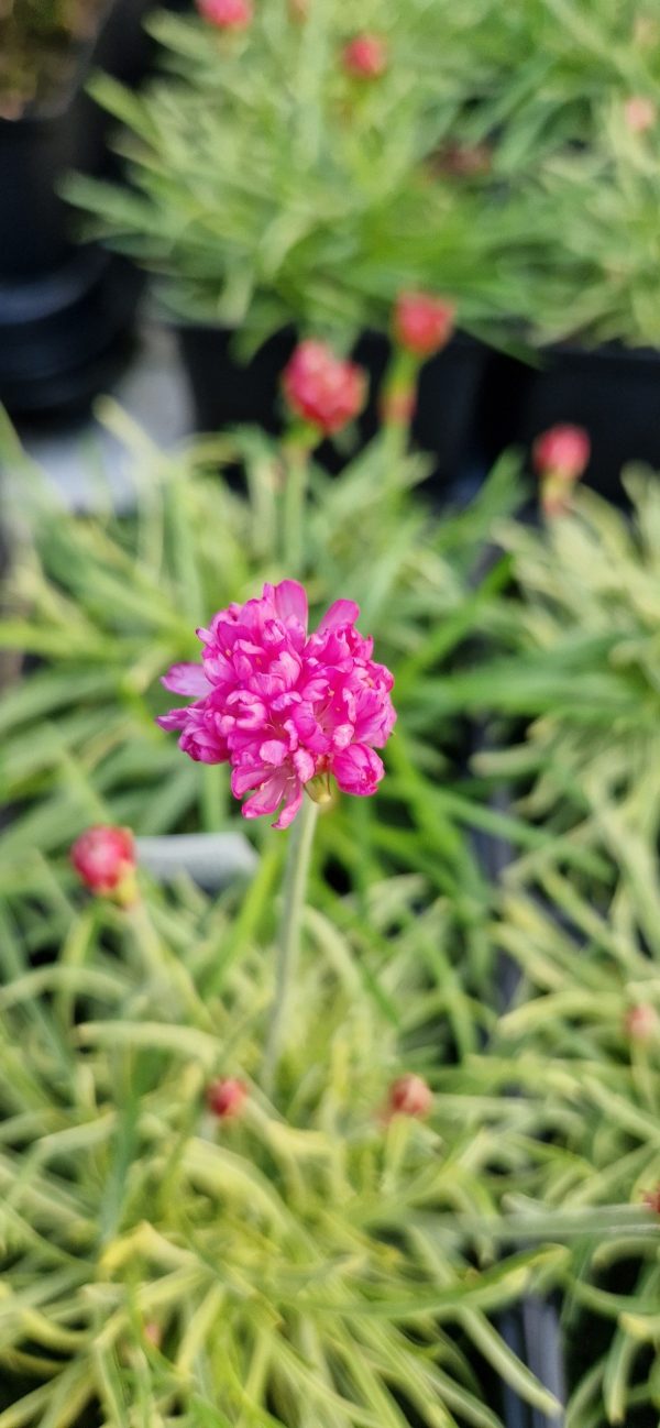 Armeria ‘Nifty Thrifty’ Armeria ‘Nifty Thrifty’