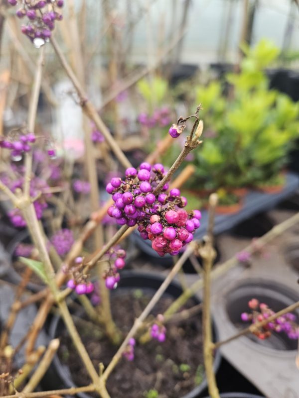 Callicarpa bodinieri 'Profusion Dwarf' Callicarpa bodinieri 'Profusion Dwarf'