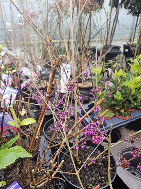Callicarpa bodinieri 'Profusion Dwarf'2 Callicarpa bodinieri 'Profusion Dwarf'