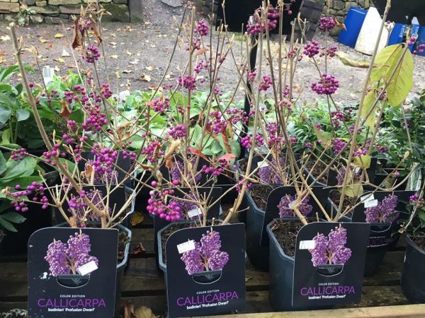 Callicarpa bodinieri 'Profusion Dwarf'3 Callicarpa bodinieri 'Profusion Dwarf'