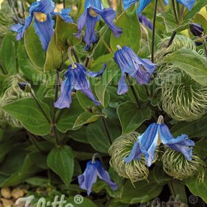 Clematis integrifolia 'Blue Ribbons'