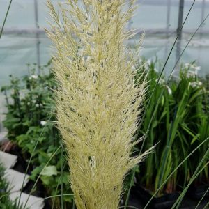 Cortaderia selloana 'Evita'