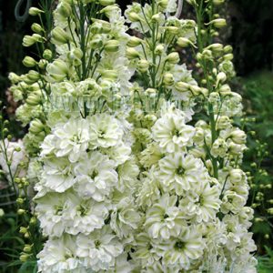 Delphinium 'Green Twist'