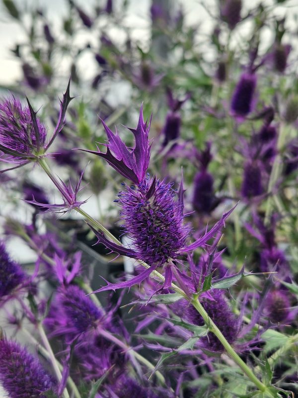 Eryngium leavenworthii 'Purple Sheen' Eryngium leavenworthii 'Purple Sheen'