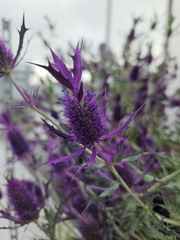 Eryngium leavenworthii 'Purple Sheen'2 Eryngium leavenworthii 'Purple Sheen'