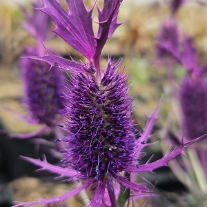 Eryngium leavenworthii 'Purple Sheen'