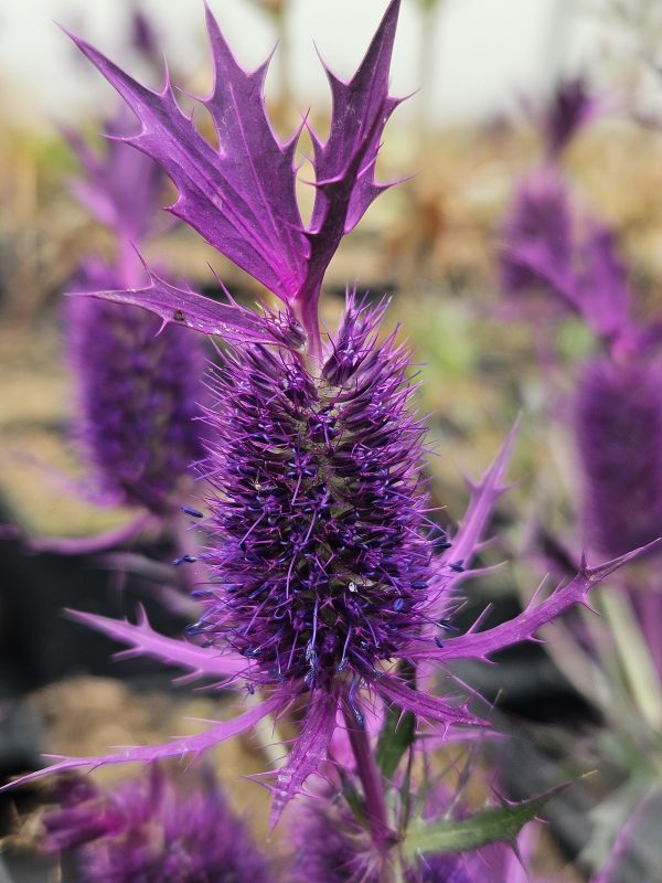 Eryngium leavenworthii 'Purple Sheen'3 Eryngium leavenworthii 'Purple Sheen'