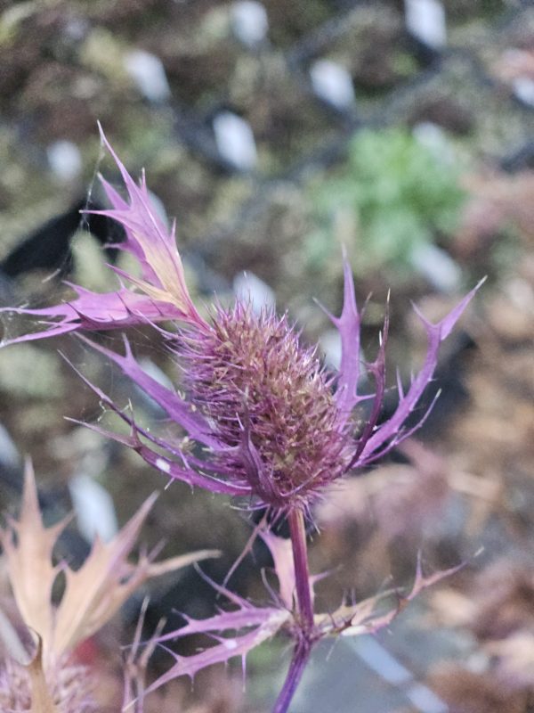 Eryngium leavenworthii 'Purple Sheen'4 Eryngium leavenworthii 'Purple Sheen'