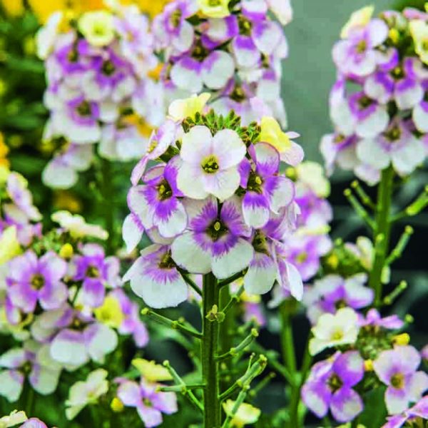 Erysimum 'Winter Charme'