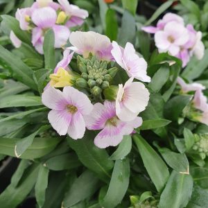 Erysimum 'Winter Charme'