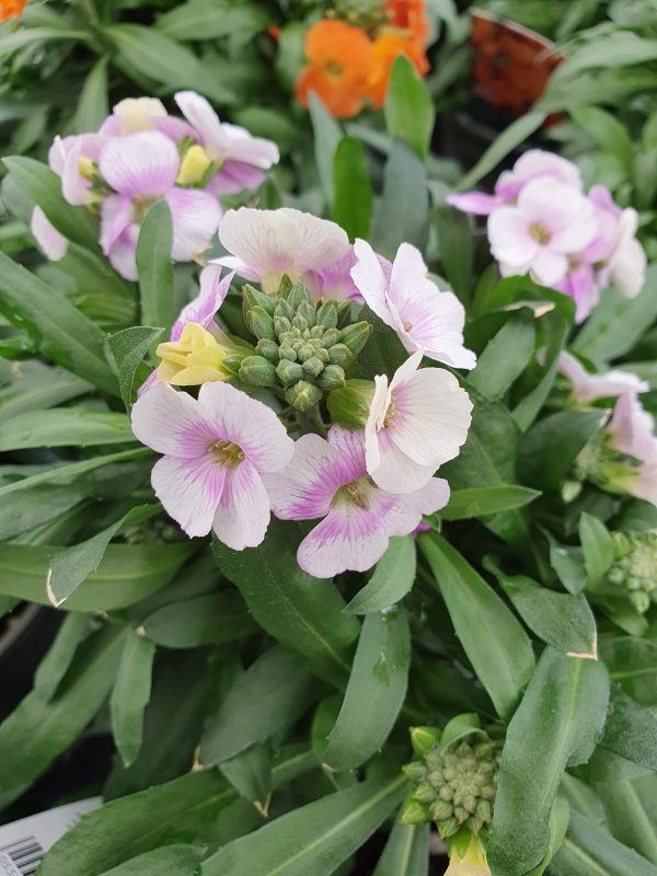 Erysimum 'Winter Charme'