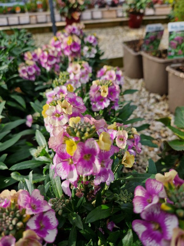 Erysimum 'Winter Charme'