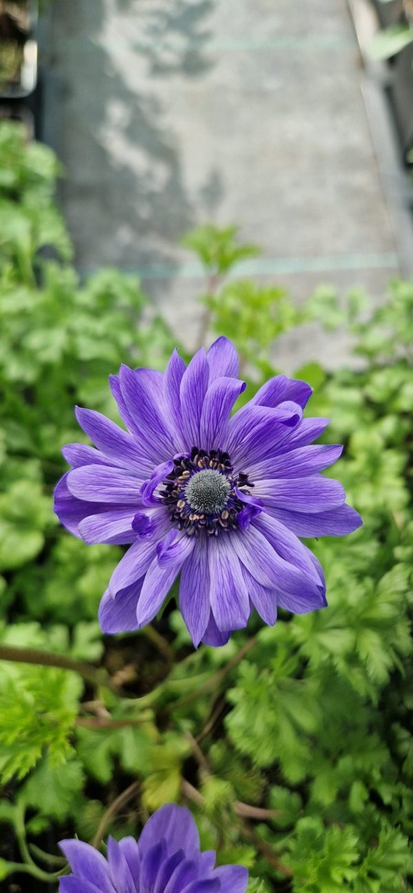 Anemone coronaria 'Harmony Double Blue'