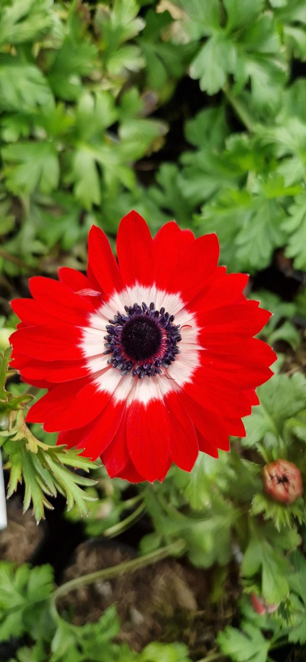 Anemone coronaria 'Harmony Double Scarlet'
