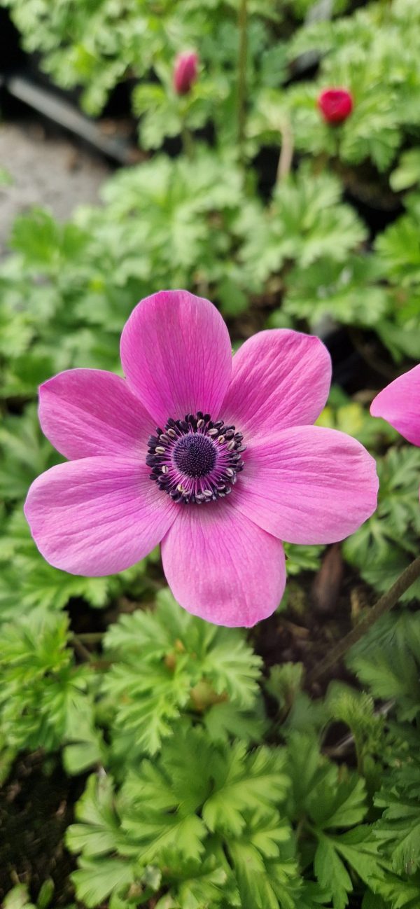 Anemone coronaria 'Harmony Orchid'