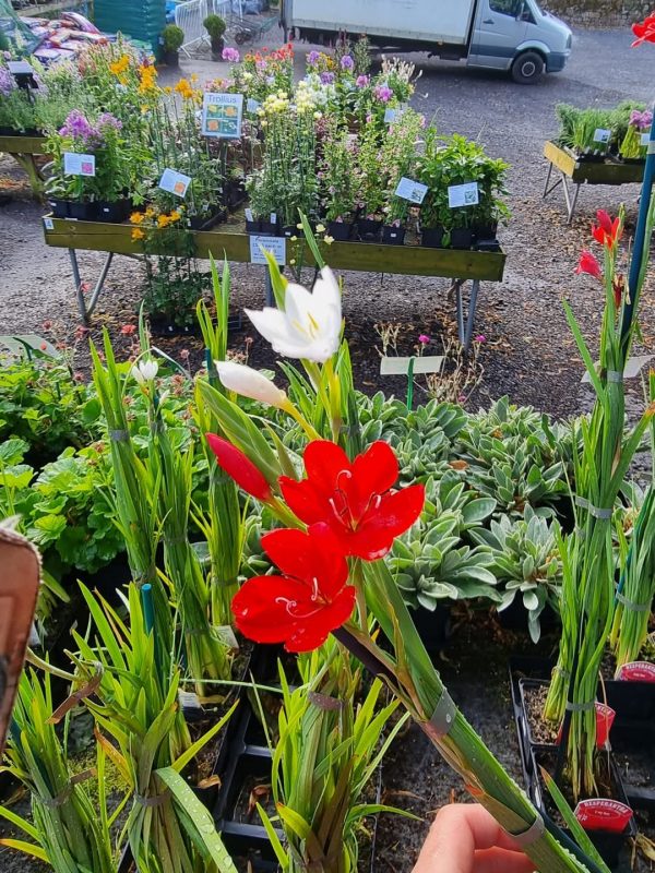 Hesperantha 'Cindy Towe' Hesperantha 'Cindy Towe'