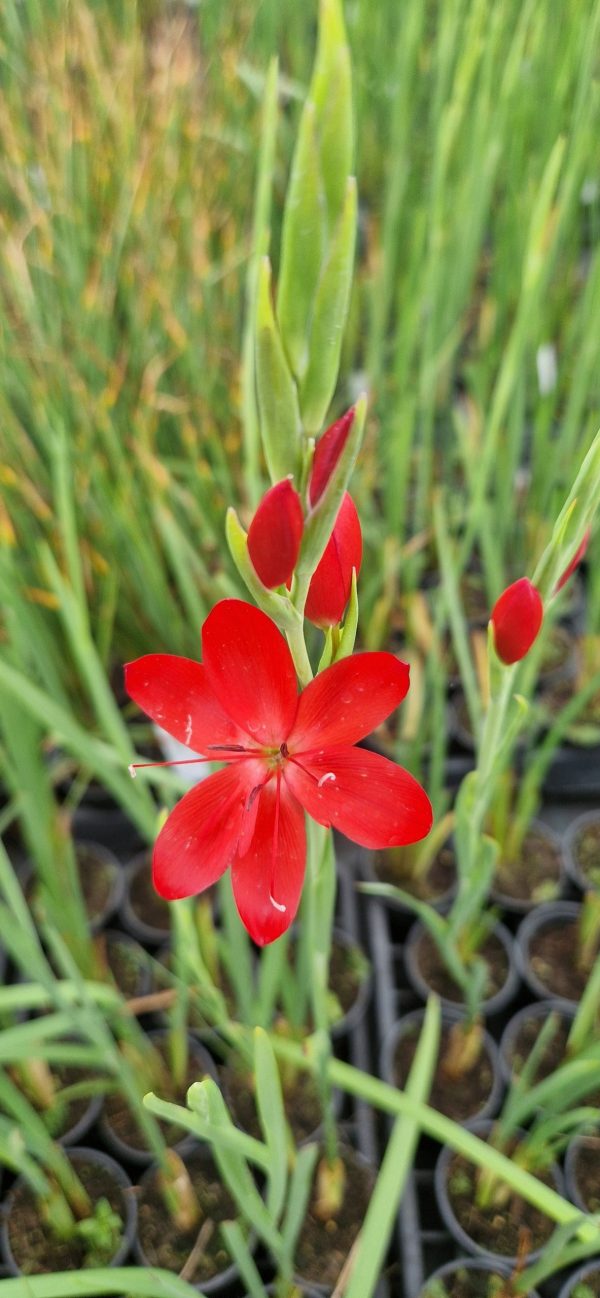 Hesperantha 'Cindy Towe'