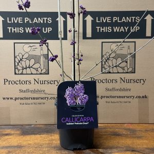 really prized for the clusters of striking, violet, bead-like berries that appear in autumn and remain after the plant has lost its leaves