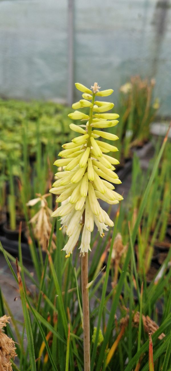 Kniphofia 'Bees Lemon' 2