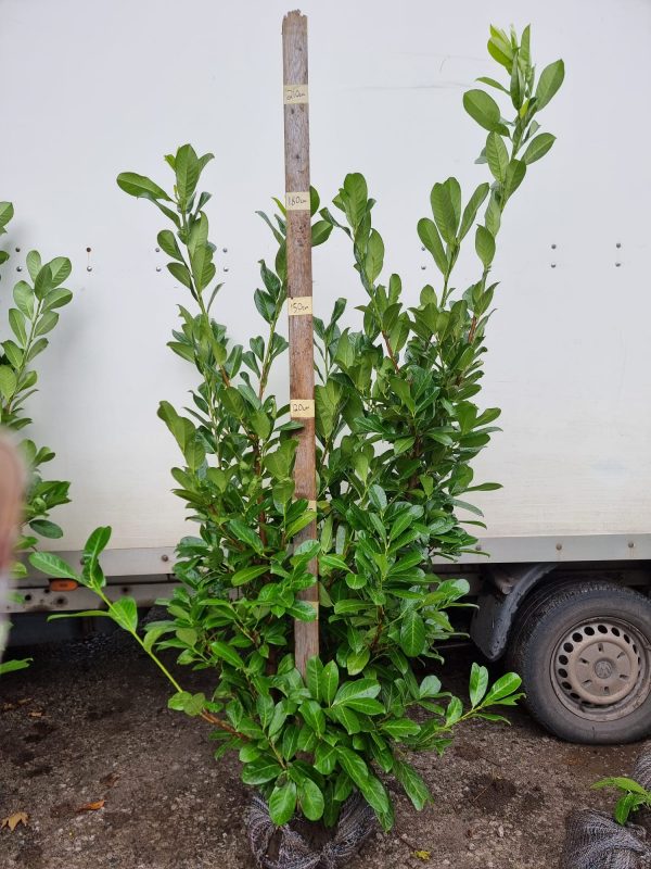 Laurel (6ft)