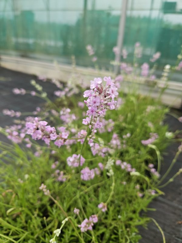 Lavandula angustifolia 'Rosea' Lavandula angustifolia 'Rosea'