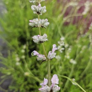 Lavandula angustifolia 'Rosea'