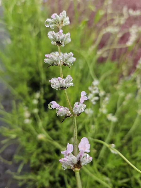 Lavandula angustifolia 'Rosea'2 Lavandula angustifolia 'Rosea'