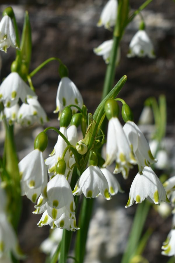 Leucojum aestivum