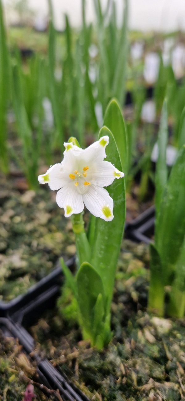 Leucojum gravetye giant
