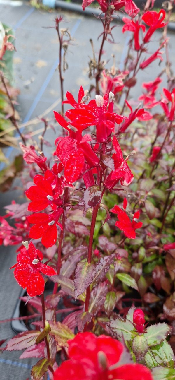 Lobelia 'Fan Scarlet'