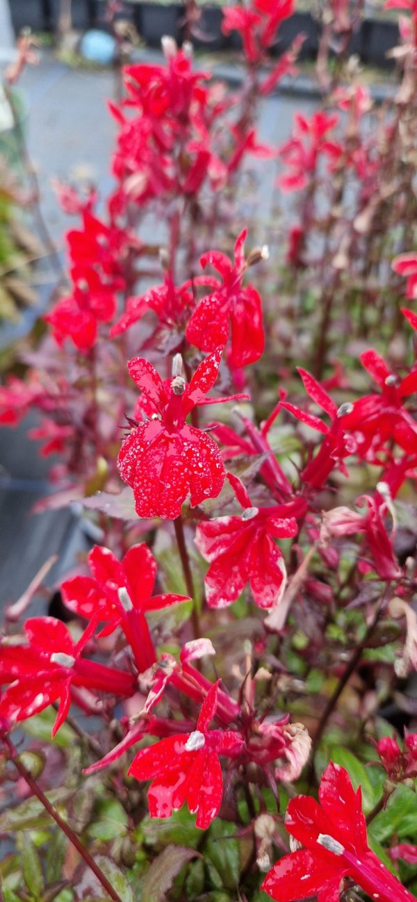 Lobelia 'Fan Scarlet' 2