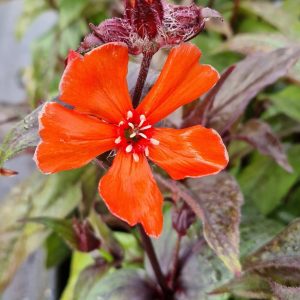 Lychnis x arkwrightii ‘Vesuvius’