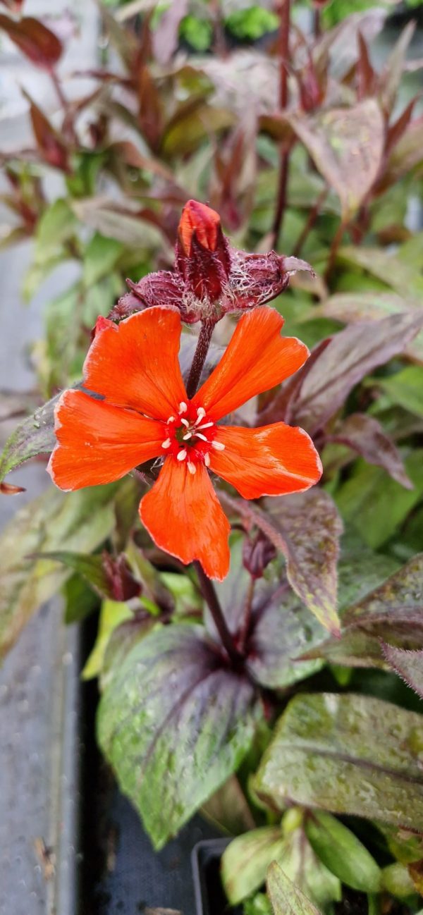 Lychnis x arkwrightii ‘Vesuvius’ Lychnis x arkwrightii ‘Vesuvius’