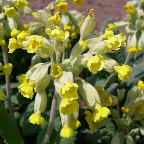 Primula veris (Cowslip)