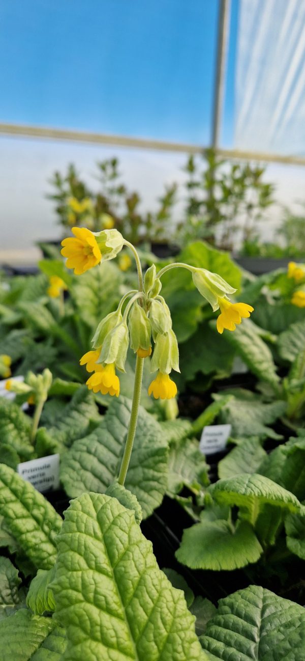 Primula veris Primula veris