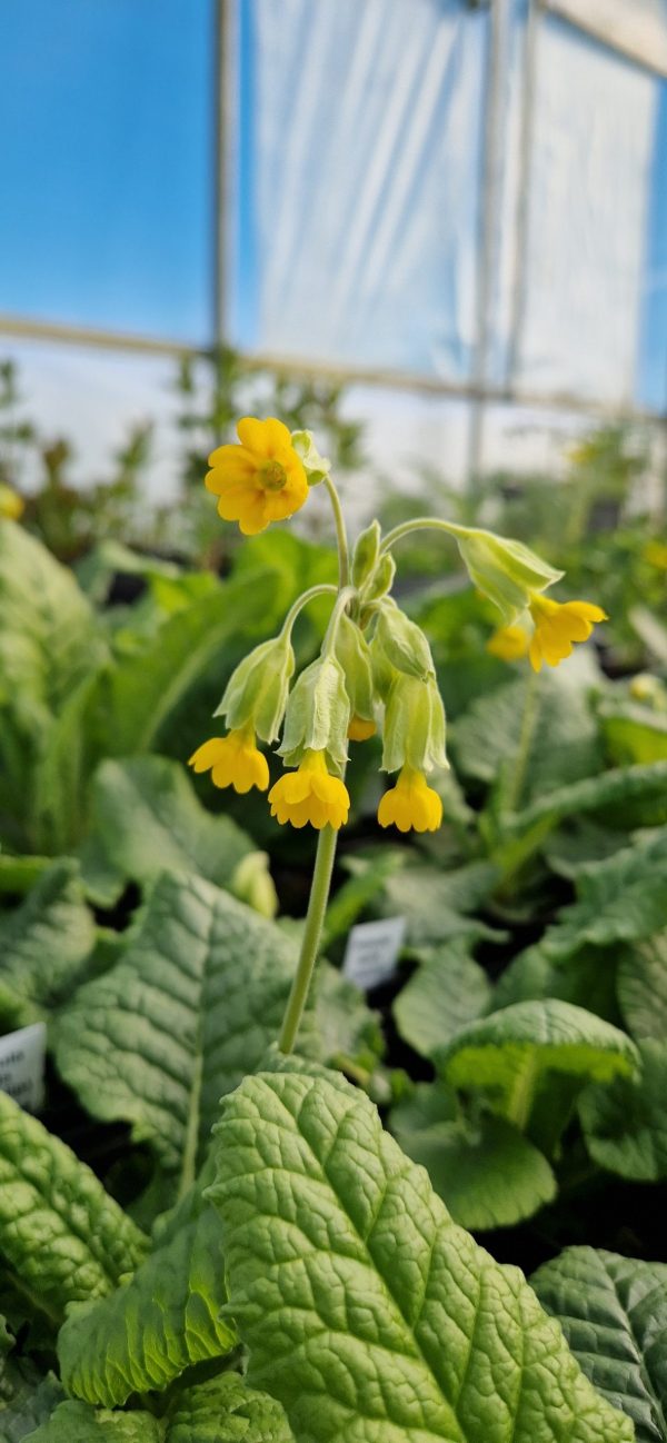 Primula veris2 Primula veris