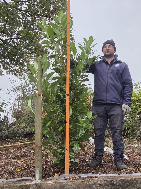 Rootball Laurel 6ft 4