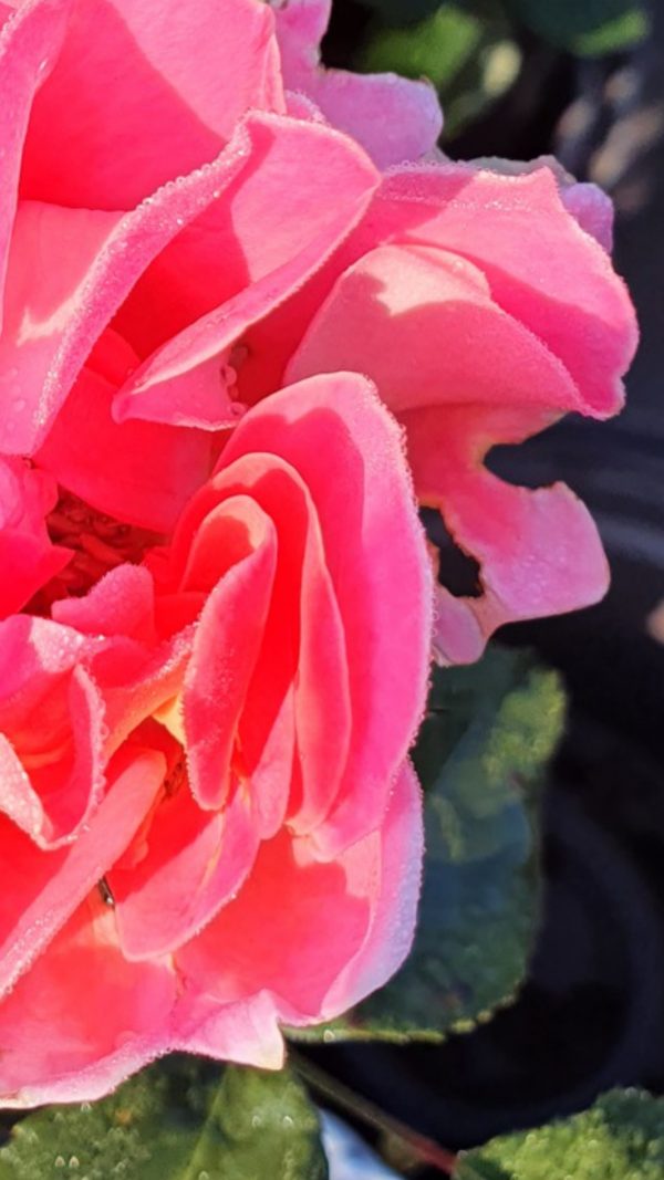 Rosa 'Audrey Wilcox'