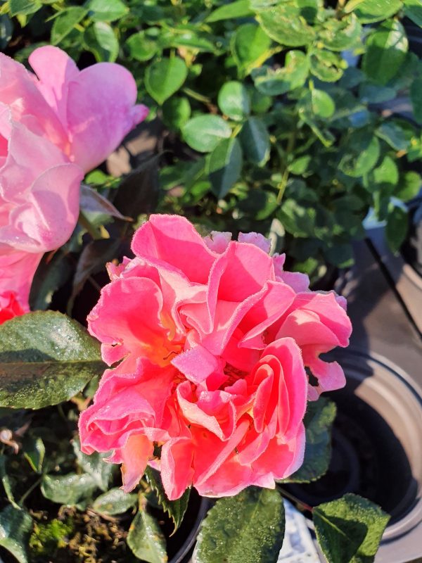 Rosa 'Audrey Wilcox'