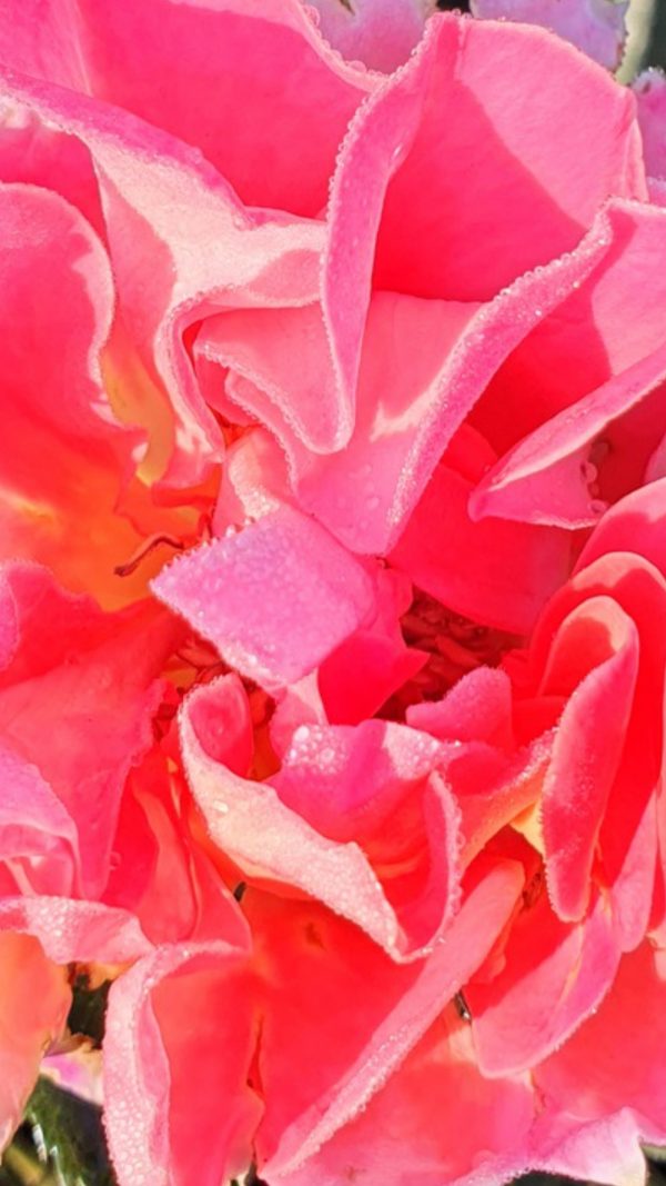 Rosa 'Audrey Wilcox'